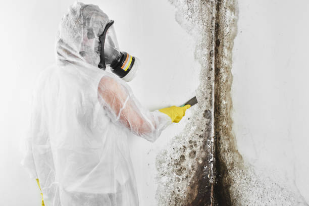 Best Best Mold Removal Companies  in Richmond West, FL