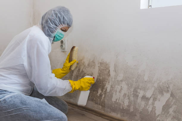 Best Local Mold Removal Service  in Richmond West, FL