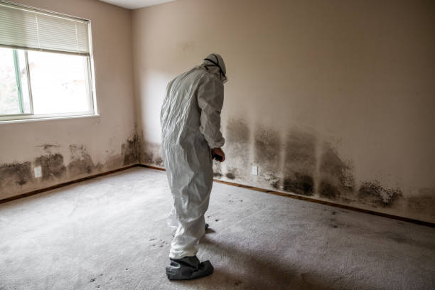 Best Black Mold Removal  in Richmond West, FL