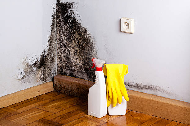 Best Fast Mold Removal  in Richmond West, FL
