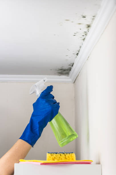 Best Attic Mold Removal  in Richmond West, FL